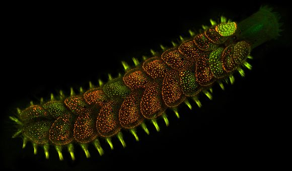 A colorful worm is lit up against a black background