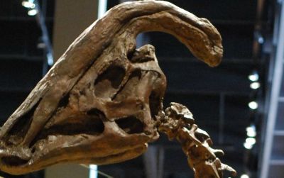 A Parasaurolophus at the Natural History Museum of Utah