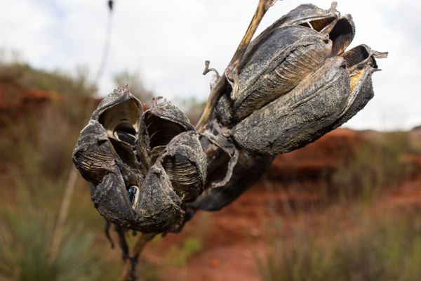 A dead yucca plant at Palo Duro Canyon State Park thumbnail