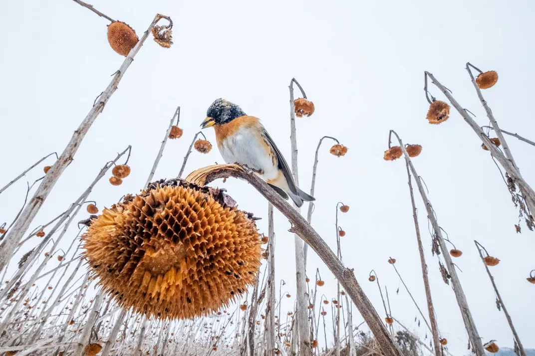 a low-angle shot, looking upward, of petal-less sunflowers drooping down. On the closest one to the lens, a white, orange and blue bird sits
