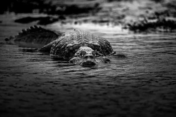 Ancient Watcher thumbnail