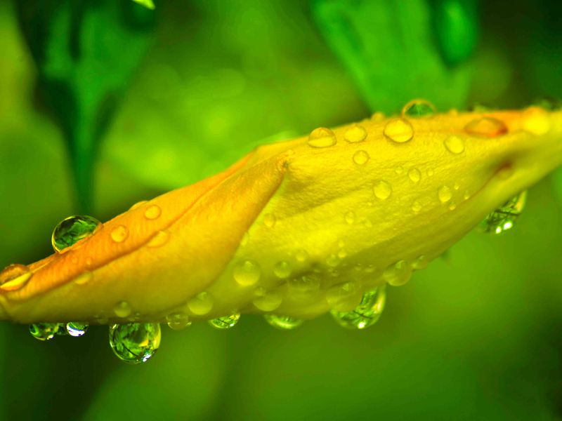 blooming flower after the rain Smithsonian Photo Contest Smithsonian Magazine