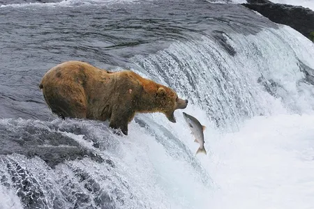 Brown bears in Alaska’s Katmai