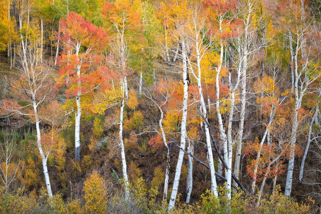 14 - Although thin, white trunks make the quaking aspen tree distinct, it’s the fluttering of its leaves that gives the species its name.