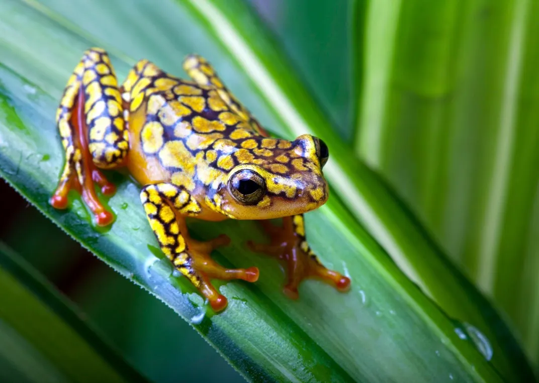 Dart frog in Costa Rica