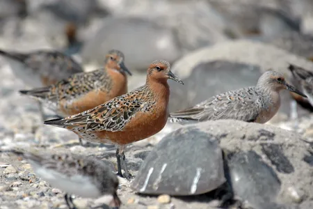 Red knots feed on horseshoe crab eggs along the shore at Mispillion Harbor, Delaware.