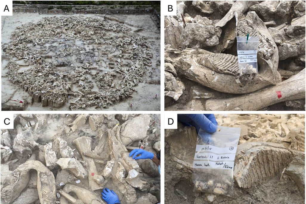 Four panes of photos showing mammoth bones