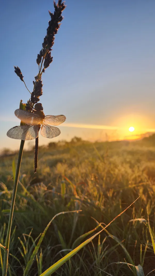 Dewey Dragonfly thumbnail