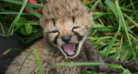 Cheetah cub at the Smithsonian Conservation Biology Institute