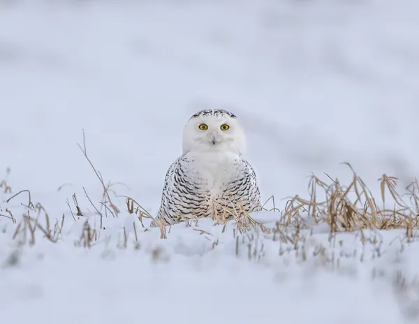 I Hear Supper thumbnail