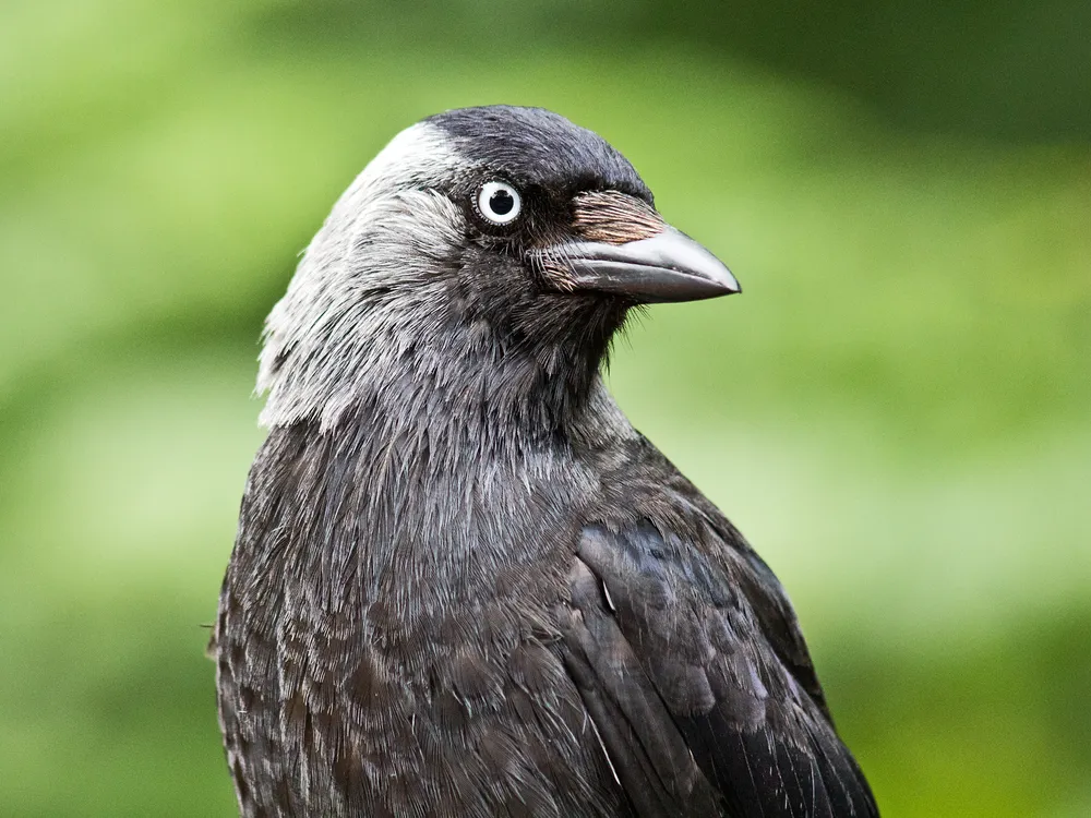 a profile of a jackdaw; bird that looks like a crow with some grey on the side of its head and neck