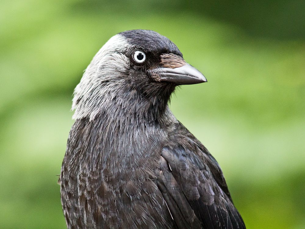 a profile of a jackdaw; bird that looks like a crow with some grey on the side of its head and neck