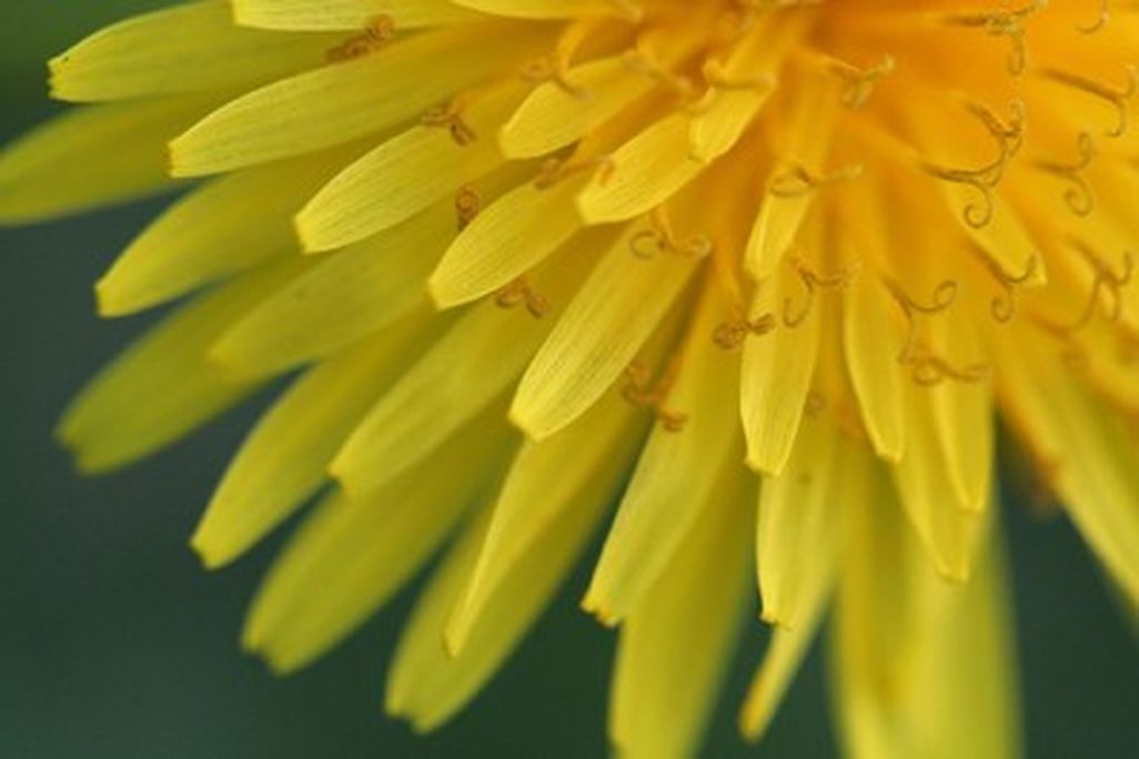20110520090126Dandelion-by-code-poet_125931849_16e0f261a3-400x266.jpg