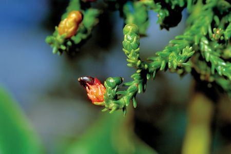Kakapos eat many fruits but particularly enjoy rimu fruit, which seems to encourage breeding.