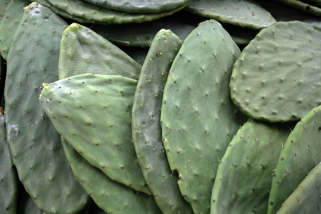 Prickly pear cactus