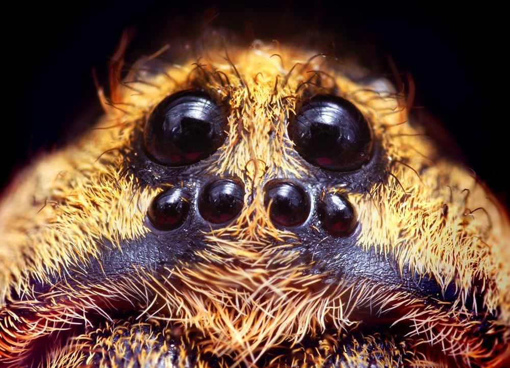 wolf spider