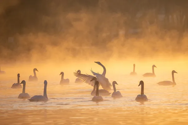 Swans in the morning thumbnail