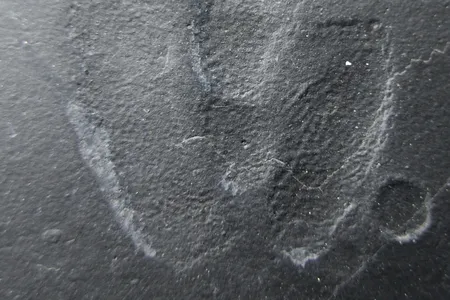 Conditions were ripe for fossil-making when this tiny dinosaur walked through the mud some 120 million years ago. In the lower right corner of this image, you can even see splash mark from a rain droplet.