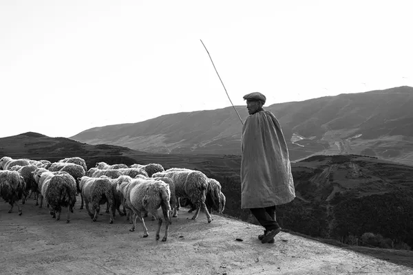 Grazing in the wind thumbnail