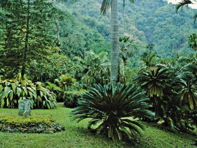 Castleton Gardens Jaimaca