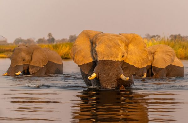 Elephants crossing river thumbnail
