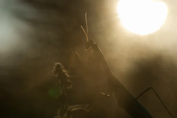 Apocalypse thumbnail