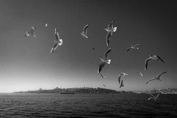 Birds of the Bosphorus thumbnail