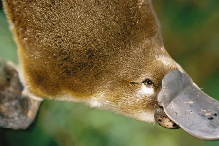 When it dives, the platypus closes its eyes, ears and nostrils and finds its food through electrical receptors in its bill that detect the movement of small prey.