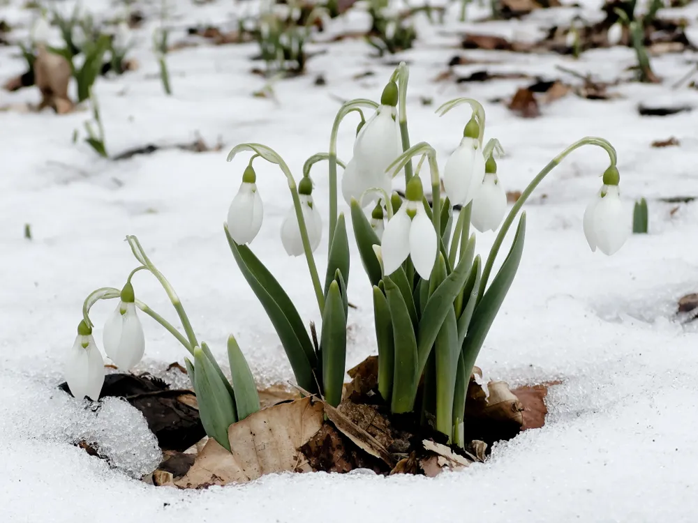 a small group of snowdrop flowers in the snow