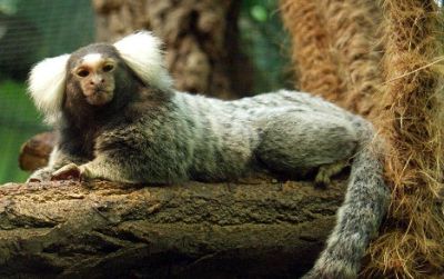 The common marmoset may be a suitable model for human obesity.