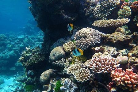Coral reef health is an important indicator of the ocean’s well-being. Scientists can study corals to learn more about how climate change is affecting the oceans.