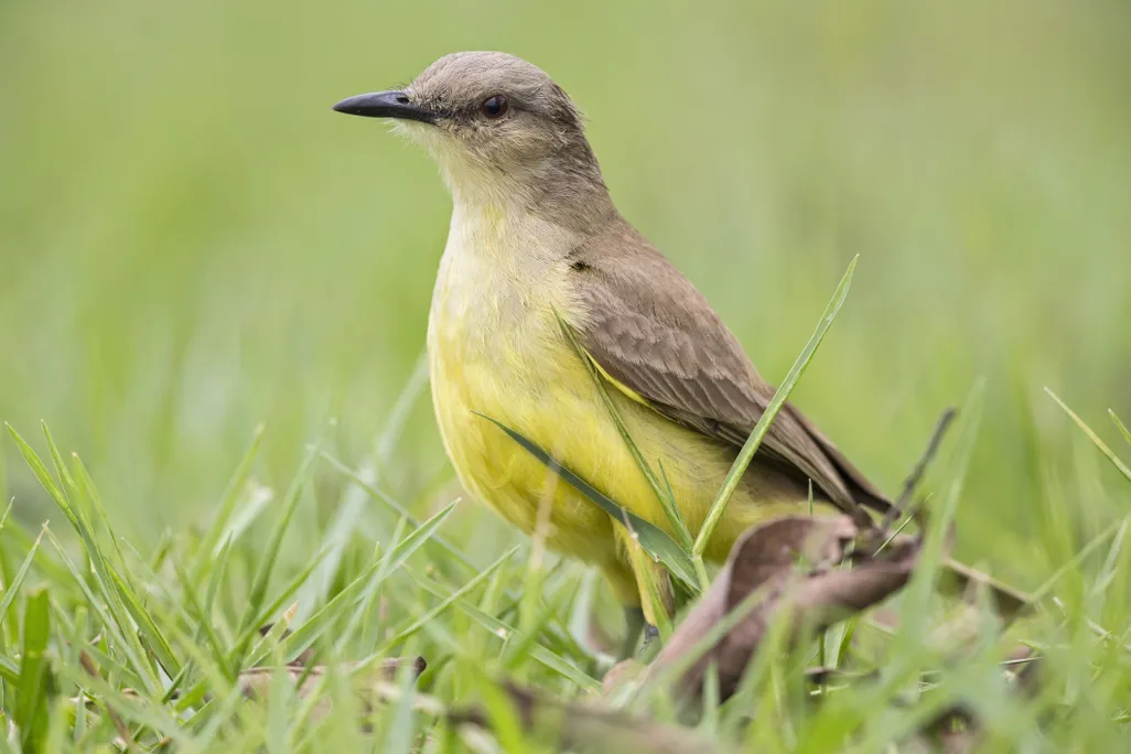 Bird with yellow belly and brownish-green back standing in grass