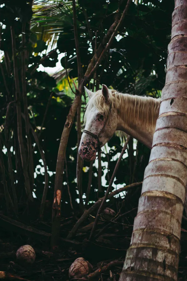 Caballo Blanco in Caribbean Paradise thumbnail