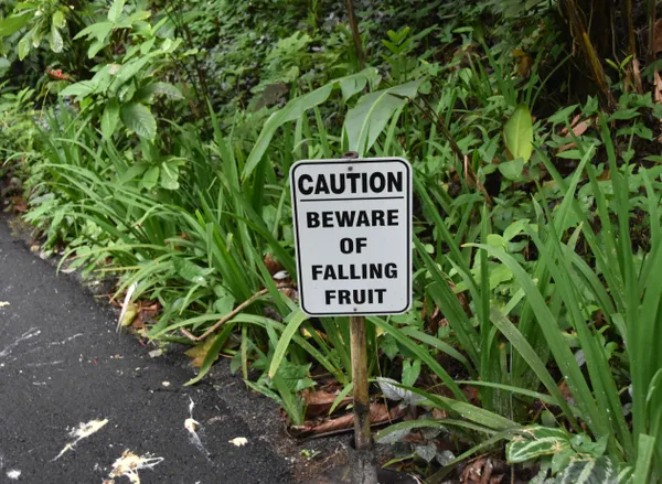 A fun sign in a Hawaiian botanical garden taken with a Nikon D5600. thumbnail