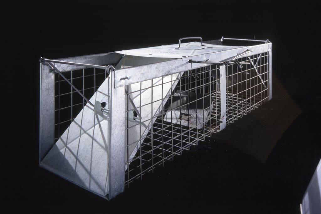 Pigeon Trap