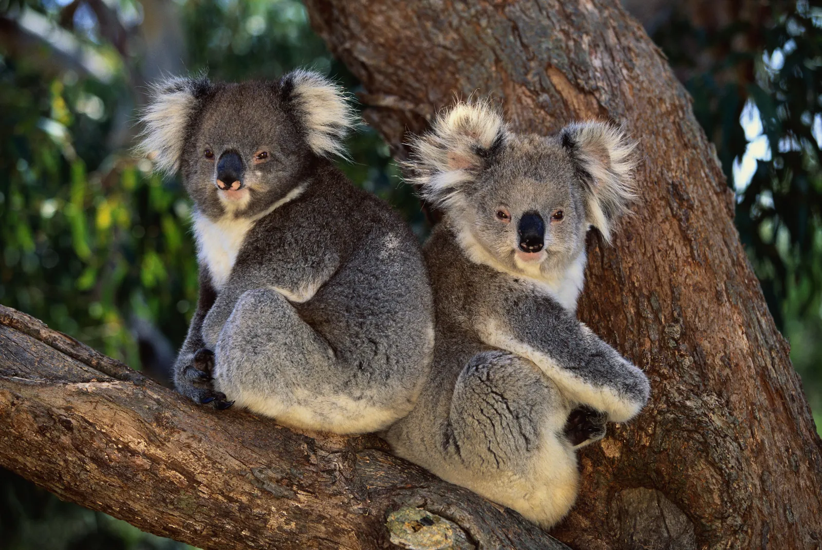 Scientists Begin Vaccinating Wild Koalas Against Chlamydia, Smart News