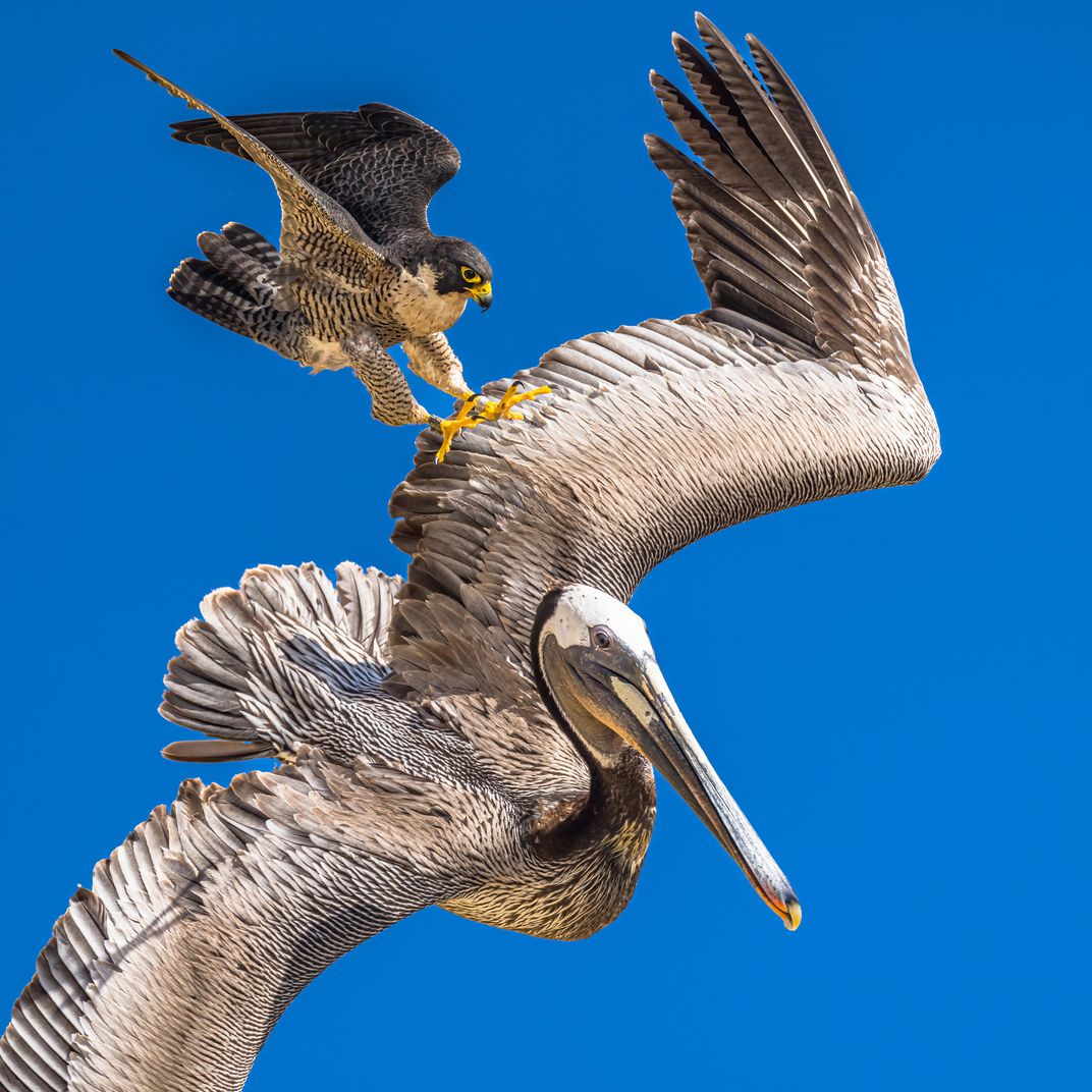 The Attack Smithsonian Photo Contest Smithsonian Magazine