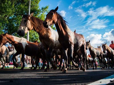 Assateague wild ponies parade through town during the Chincoteague Island Pony Swim in Virginia.