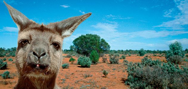 Koalas, kangaroos and wallabies are abundant on the island