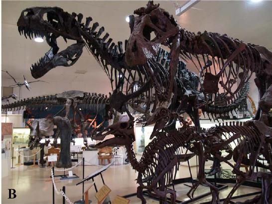 20110520083118dinosaur-skeletons-models.jpg