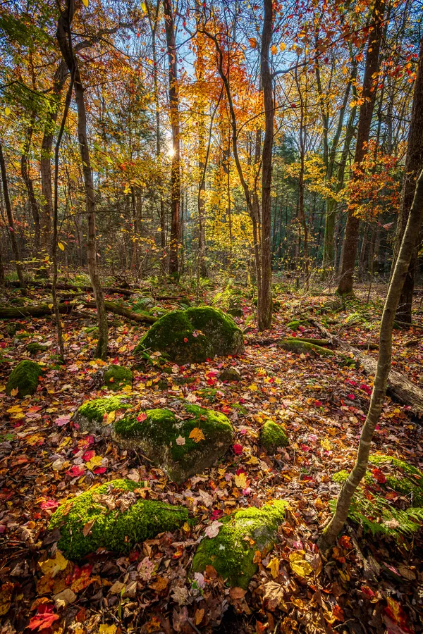 Forest Floor thumbnail