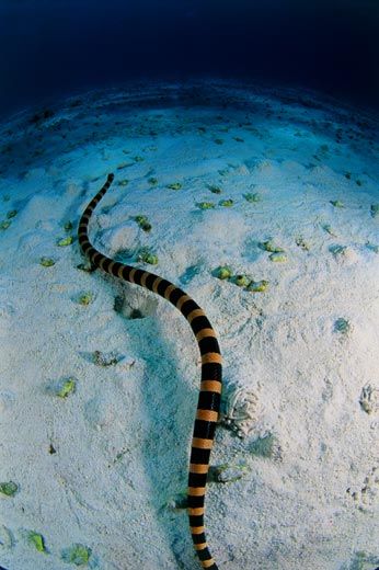 Sea Snake