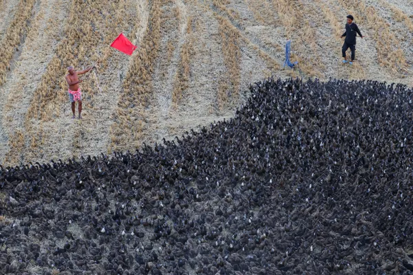 Guiding the flock thumbnail