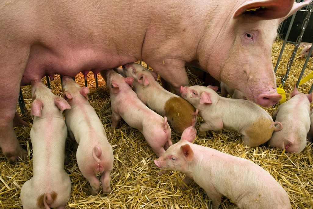 pig