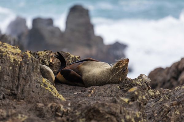 Chilltime for a Seal thumbnail