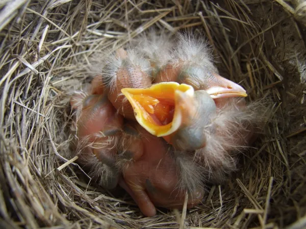 Hungry Babies thumbnail