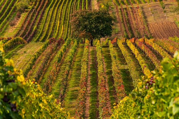 Tree in the vineyard thumbnail