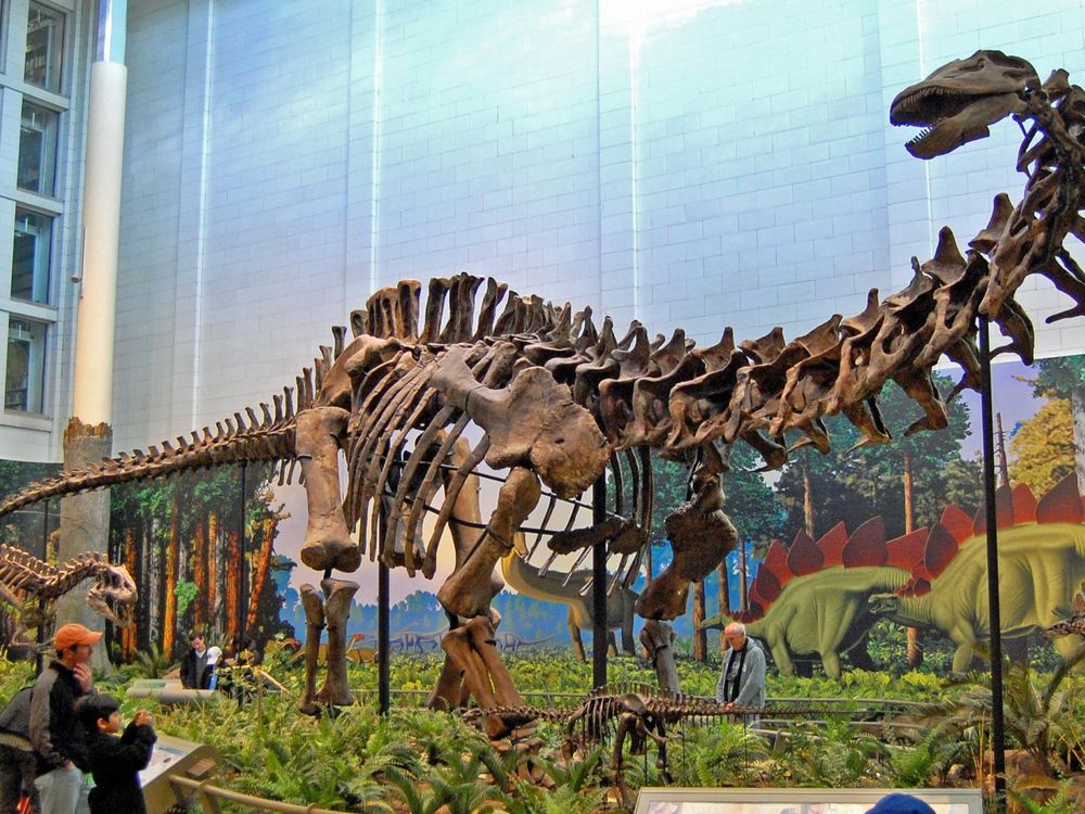 Apatosaurus louisae