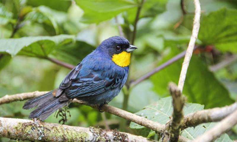 Is the Endangered Species List Missing Hundreds of Species of Birds? |  Smart News| Smithsonian Magazine