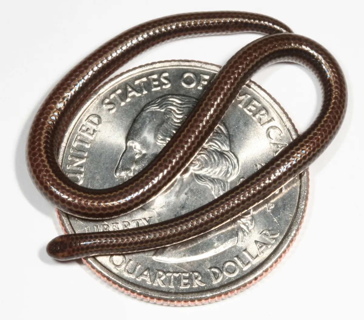 Barbados Threadsnake Makes Rare Comeback, Faces New Threats